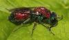 Chrysis viridula